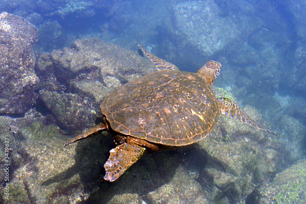 Obraz premium pacific green sea turtle