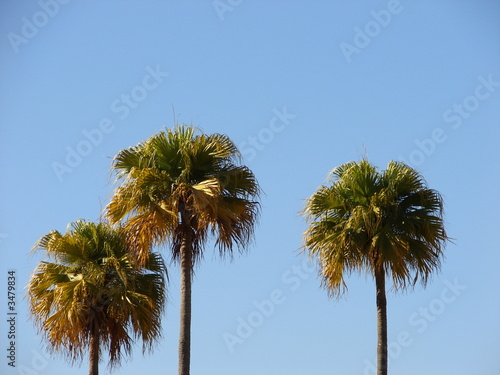 palmeiras no céu