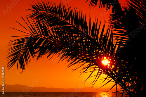 palm tree during sunset