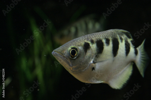 archerfish