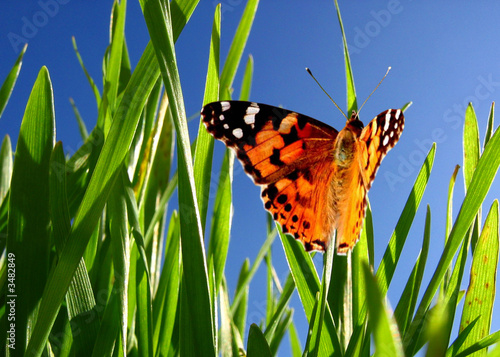 schmetterling