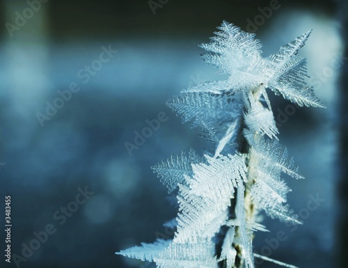 frost close-up photo