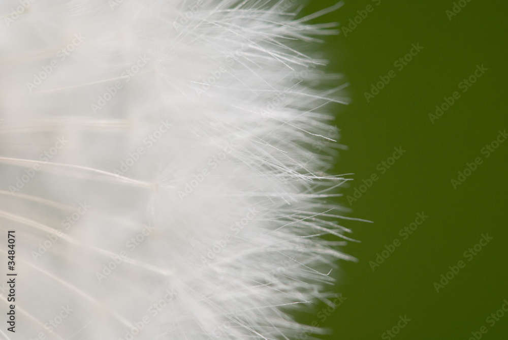 Obraz premium löwenzahn ganz nah