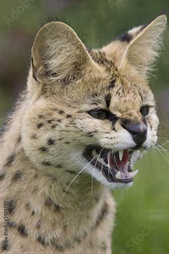 snarling serval portrait photo