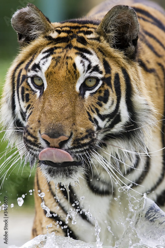 Fototapeta Naklejka Na Ścianę i Meble -  tiger running through water