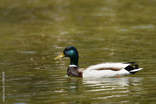 duck on the lake