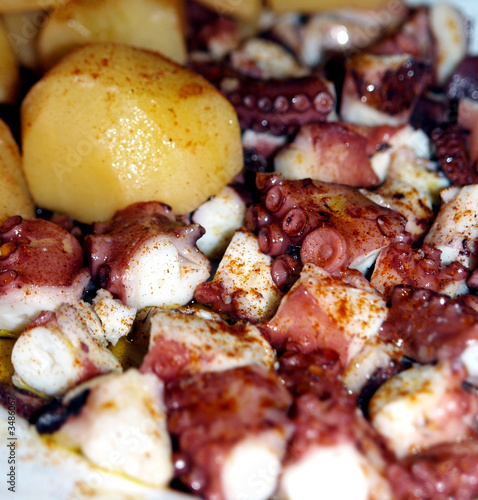 pulpo