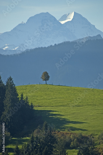 alpweide photo