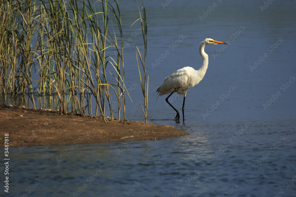 egret standing at the shoreline egret standing at the shoreline