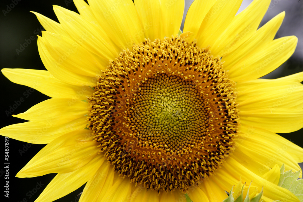 sunflower 2 sunflower 2
