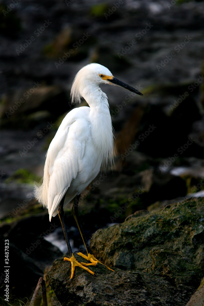 portrait of a great egret portrait of a great egret