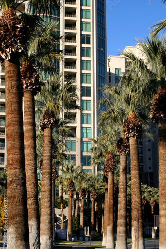 Canvas Print palm trees in las vegas