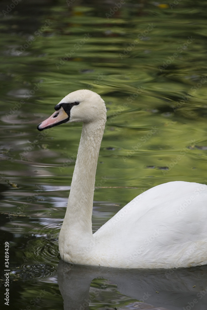 swan close-up swan close-up