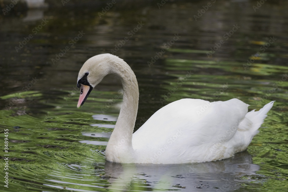 swan on lake