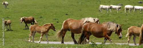 les chevaux et les vaches