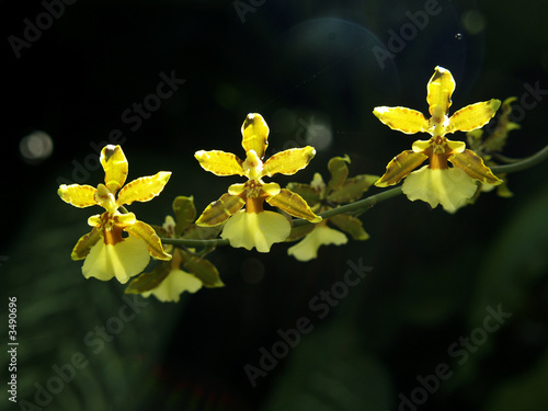 three orchid (oncidium) photo