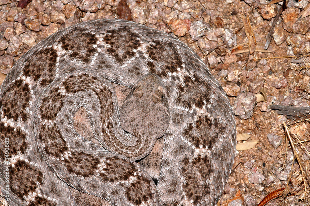 western diamondback rattlesnake