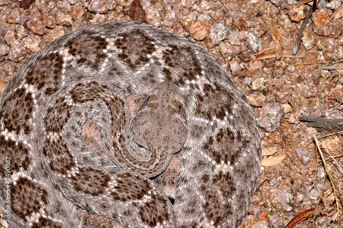 western diamondback rattlesnake pattern