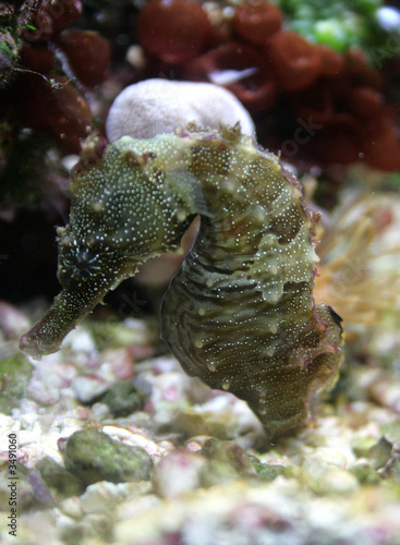seahorse