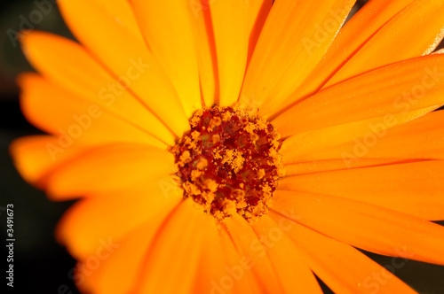 orange petal macro