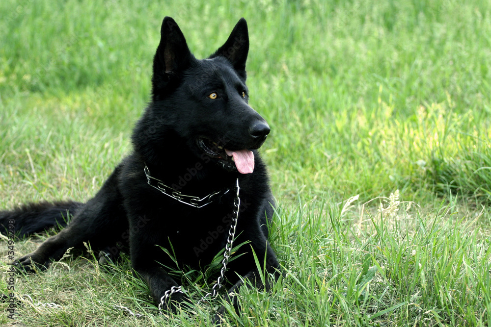 Black dog