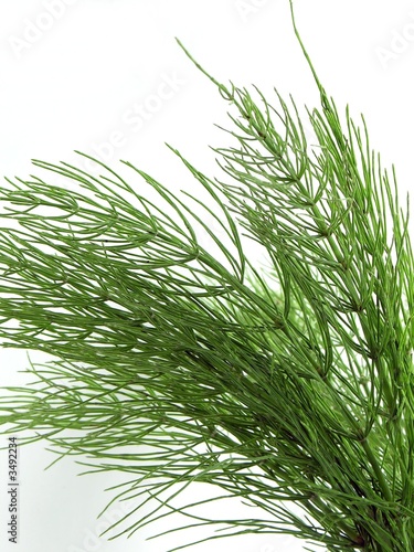 horsetail herb