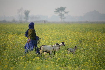 Handdoek met foto Nepal Nepalese vrouw met geiten op pad  © Grigory Kubatyan