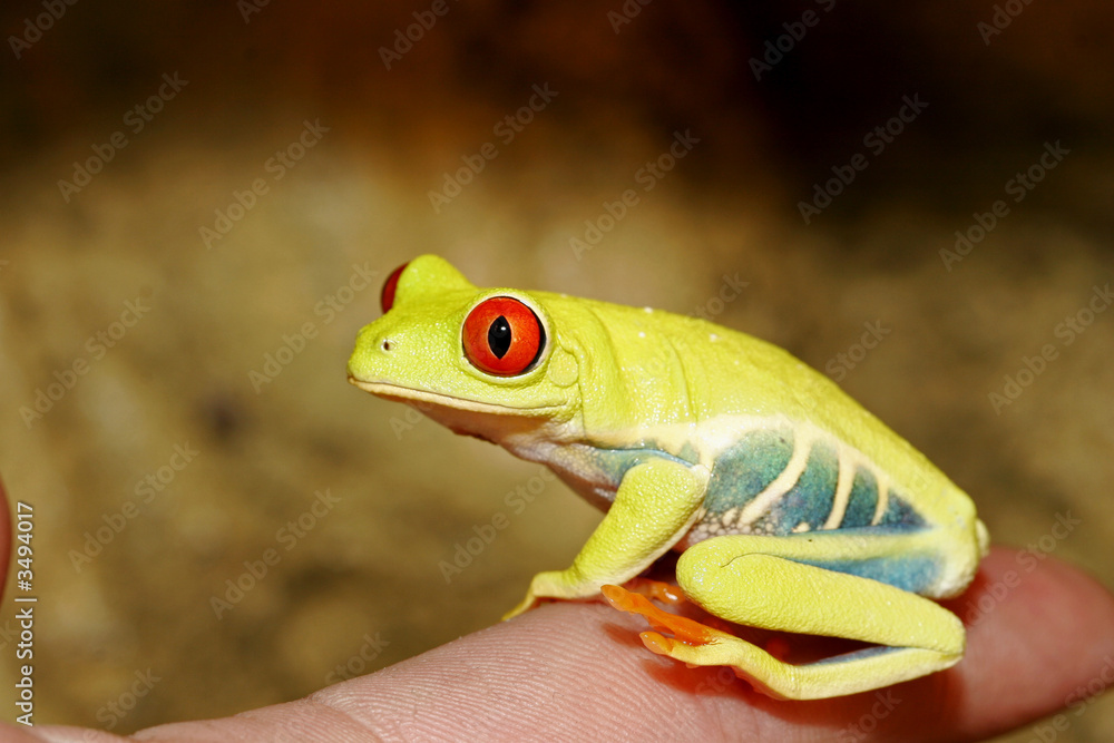 Naklejka premium rainette aux yeux rouges