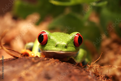 rainette aux yeux rouges photo