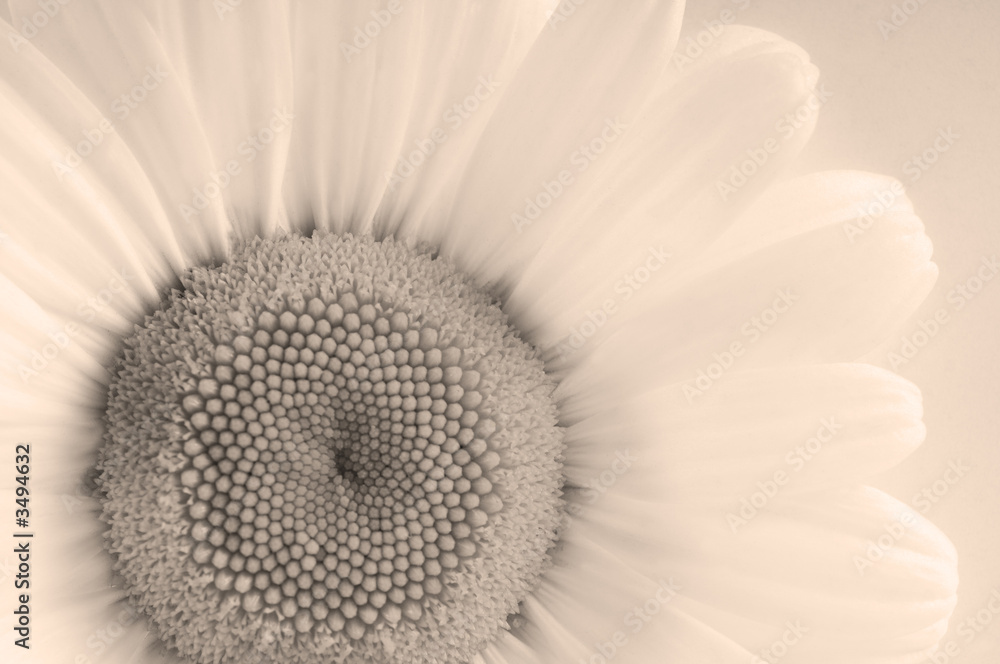camomile camomile