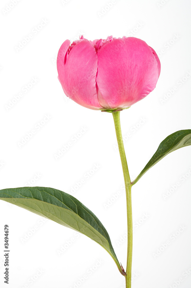 rose rose