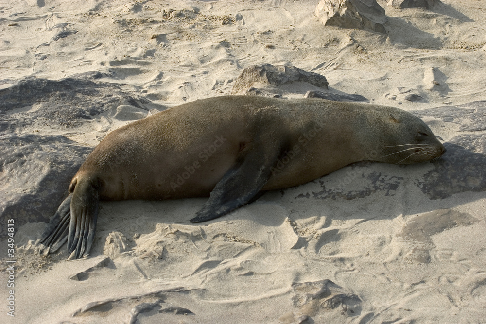 Fototapeta premium otaries au repos