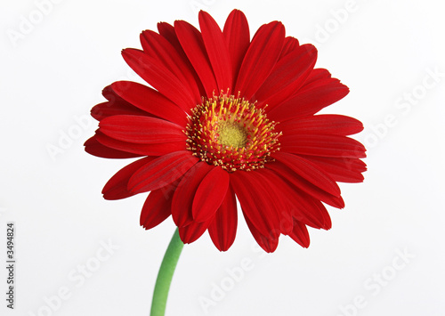 Gerbera-2