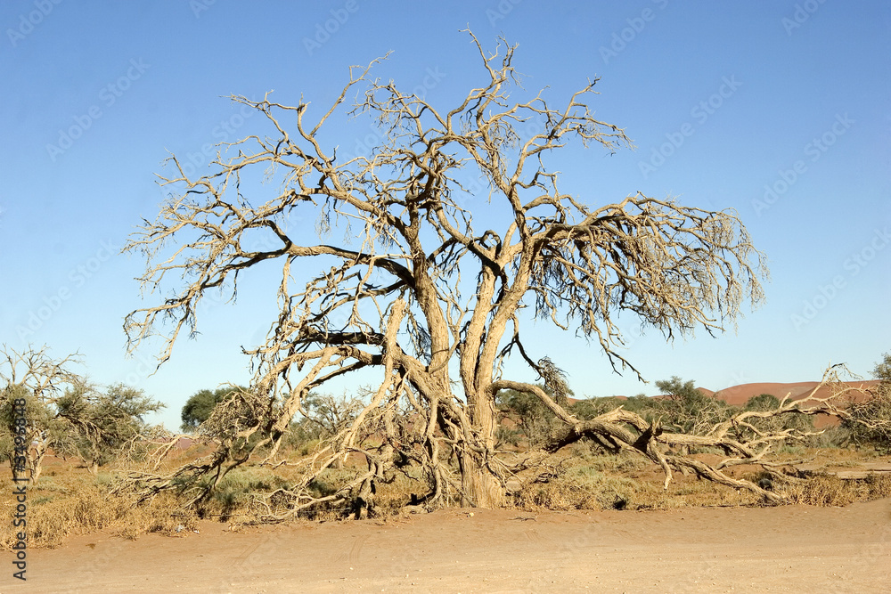 paysage de  namibie