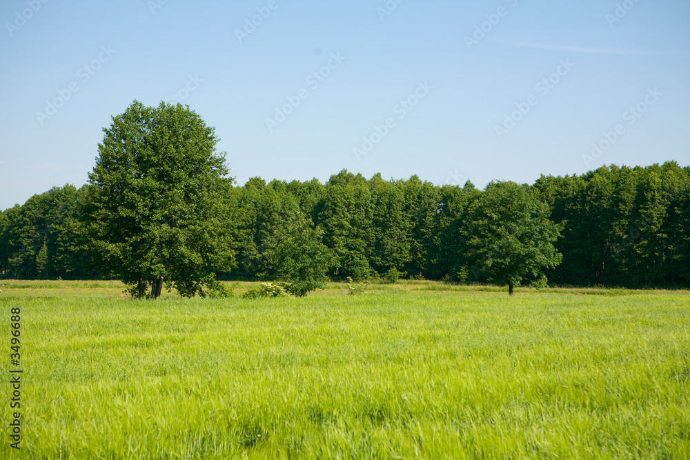 summer landscape summer landscape