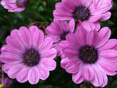 Картината върху платно lila blumen