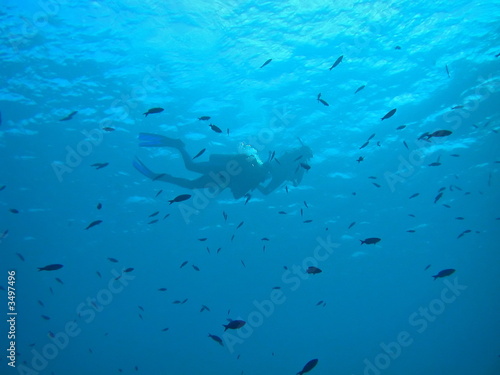scuba divers