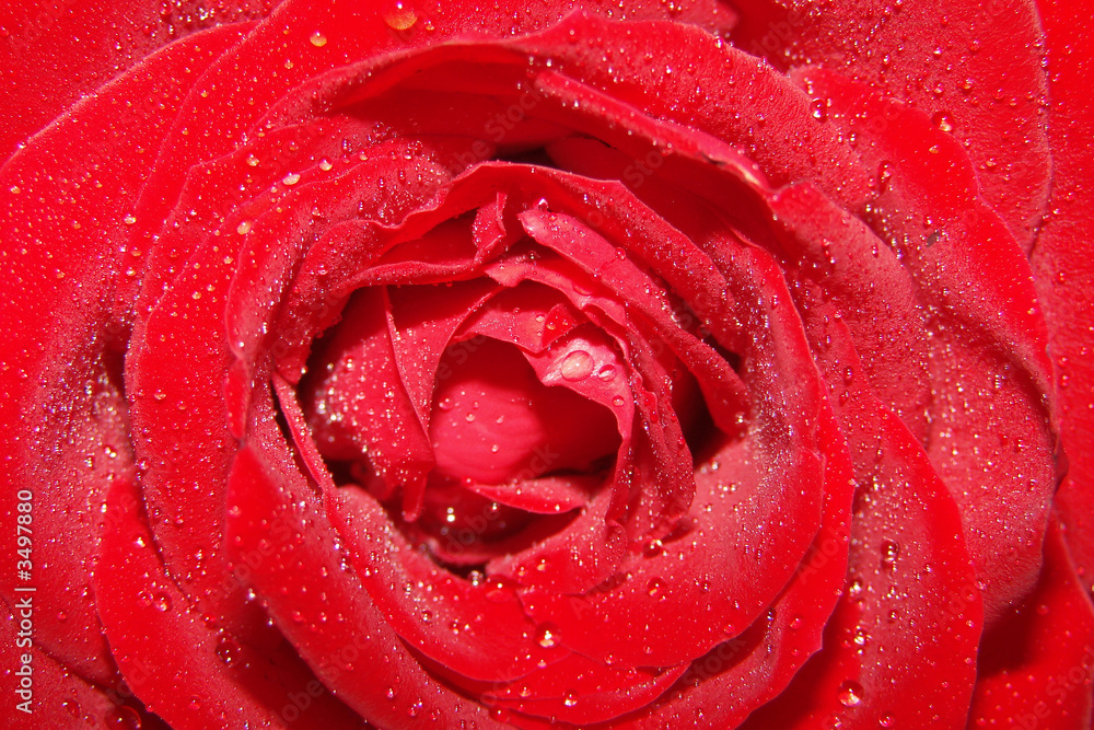 red rose red rose