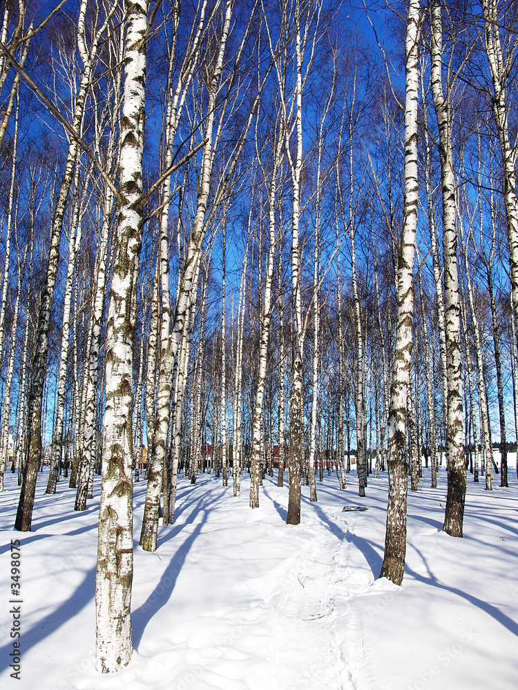 Naklejka premium birch grove 3