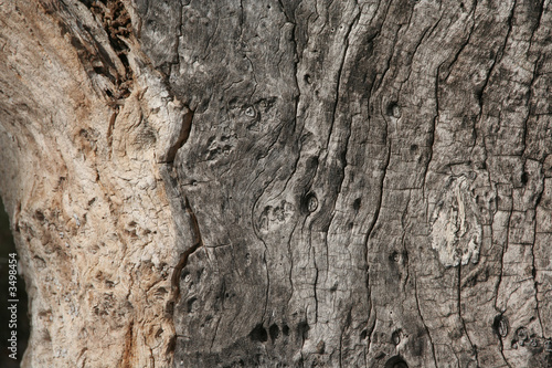 tree background