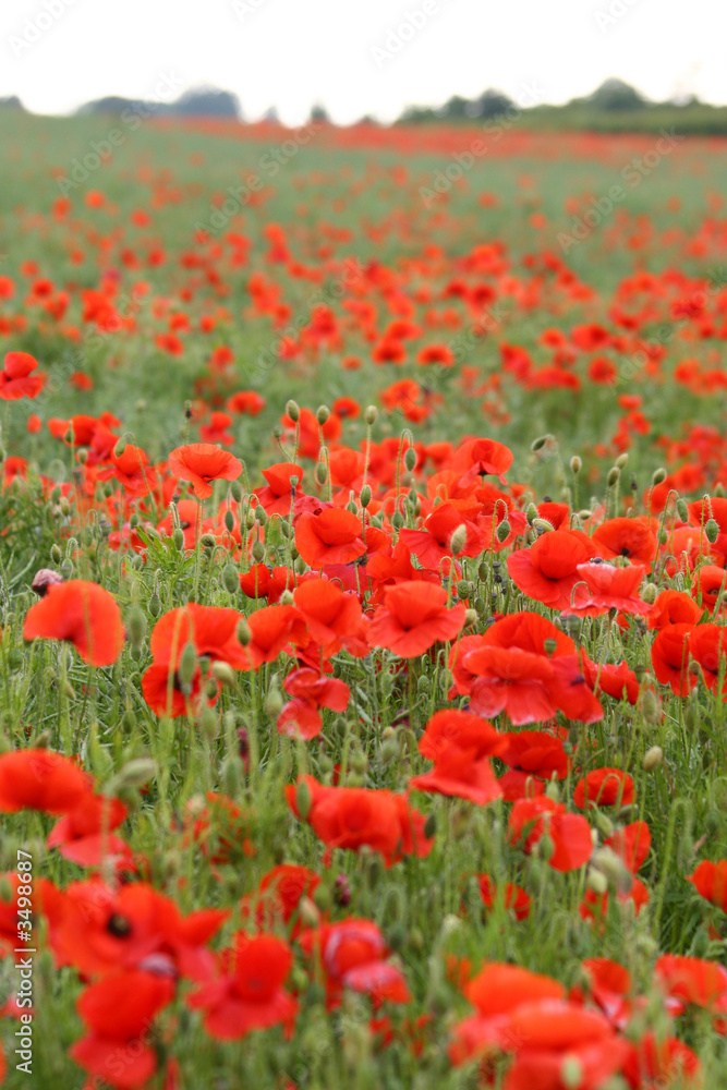poppies poppies