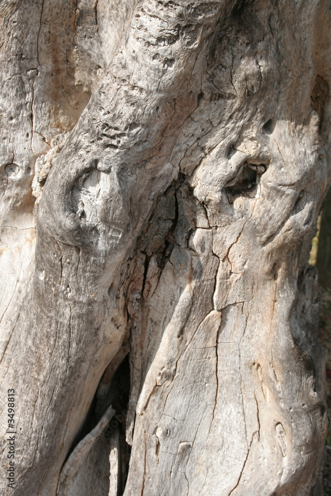 tree abstract