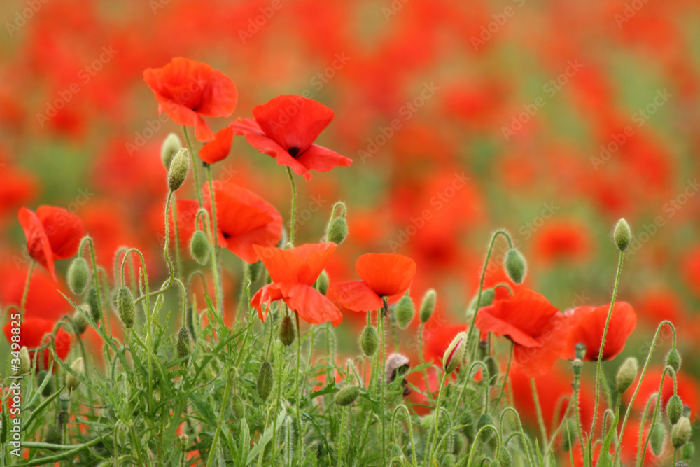 Fototapeta premium poppies
