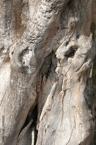 tree abstract