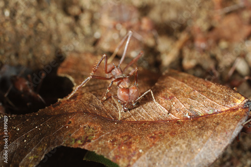 leaf cutter ant fourmi coupeuse de feuille costa rica photo