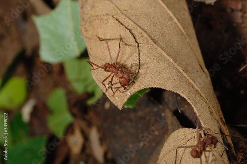 fourmis coupeuse de feuilles photo