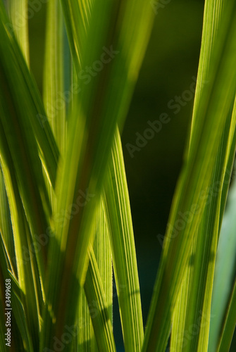 backlit blades of grass