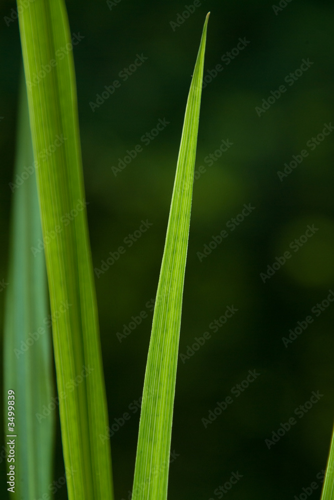 backlit blades of grass