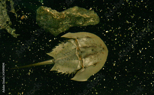 horseshoe crab