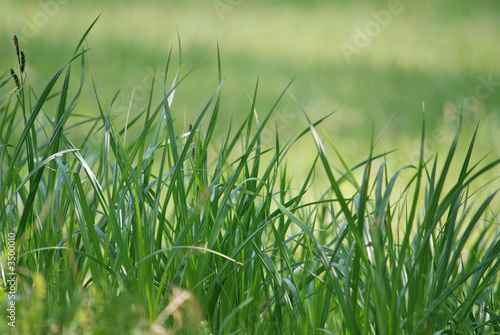 green fresh grass (with telephoto lens)